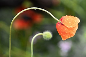 Mohnlampe Mohnlampe