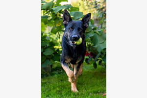 Thor und sein Ball 