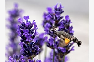 Taubenschwänzchen