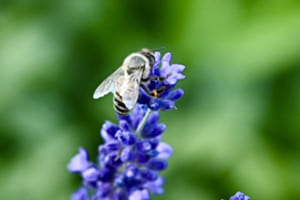 westliche Honigbiene