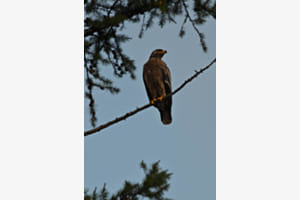 Steppenadler (Aquila nipalensis) gesichtet nahe Karakorum, Mongolei