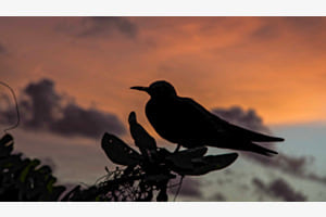 Lesser Noddy Lesser Noddy