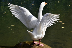 Gans an der Birs