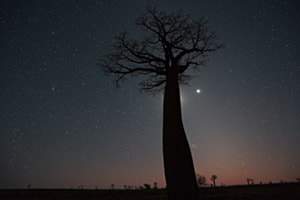 Sirius mit Vollmond hinter dem Baobab