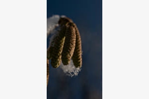 Wintertime 