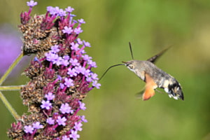 Taubenschwänzchen auf Blüte