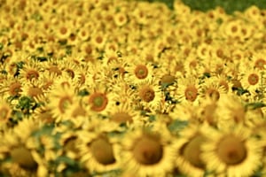 Sonnenblumen Sonnenblumen