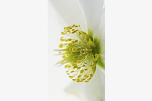 Christrose
