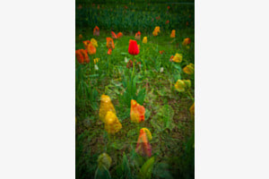 Tulpe 360°