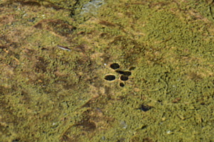 Wasserläufer