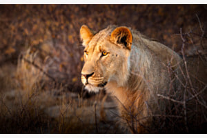 Junger Botswana Löwe Junger Botswana Löwe
