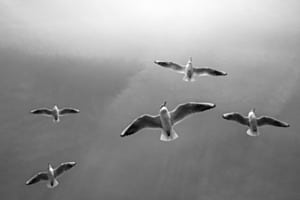 Free as a bird 