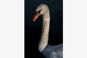 Cygnus Cygnus