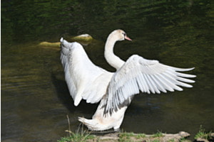 Gans an der Birs