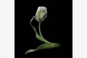 Tulipa Tulipa