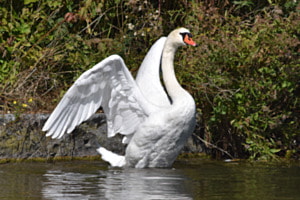 Schwan an der Birs