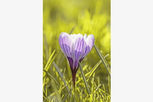 C'est bientôt l'printemps !