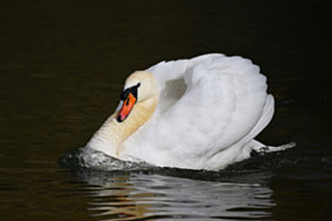 Brautschau Brautschau