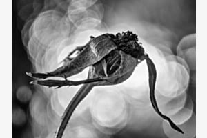 verdorrt