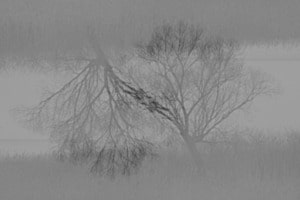 magical tree