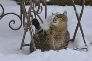 Nur ein Schneeball Spiel mit Mia.