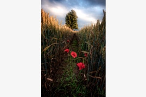 Mohn