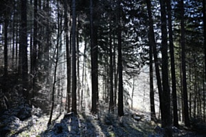 Lichtspiel im Wald Lichtspiel im Wald