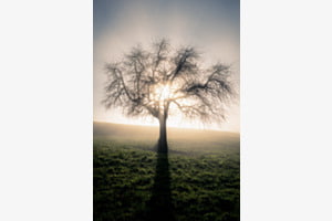 Baum im Nebel Baum im Nebel