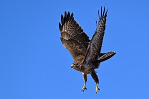 Mäusebussard im Flug