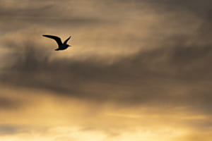 Lachmöwe bei Sonnenuntergang