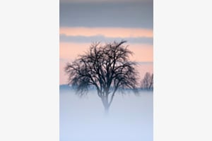 Der Baum im See des Nebels