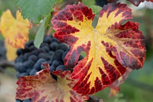 Im Wandel des Herbstes