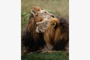 Brüderliche Liebe