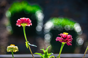 Bokeh-Hauben Bokeh-Hauben