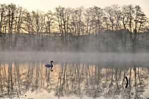 Stille 