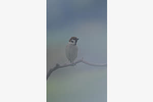Vogel 