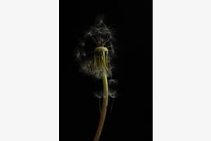 Pusteblume