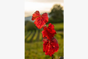 Drei Blätter im Herbstlicht