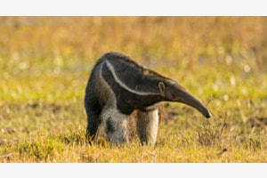 Ameisenbär Ameisenbär