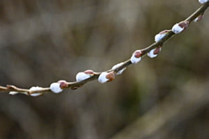 Frühling