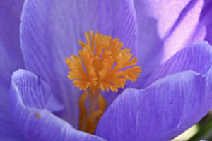 Blütenstempel