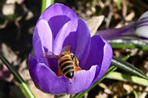 Fleissiges Bienchen