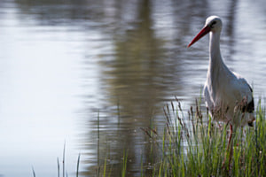 Der Weissstorch Der Weissstorch