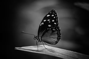 Stille Eleganz im Schatten