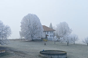 Stille im Rauhreif