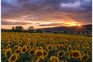 Freies Thema "Sonnenblumen unter brennendem Himmel" Freies Thema "Sonnenblumen unter brennendem Himmel"