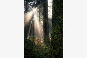 Stille