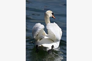 Schwan so wiss wi….