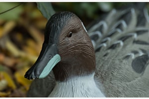 Wildlife in the City