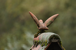 Bird in Flight